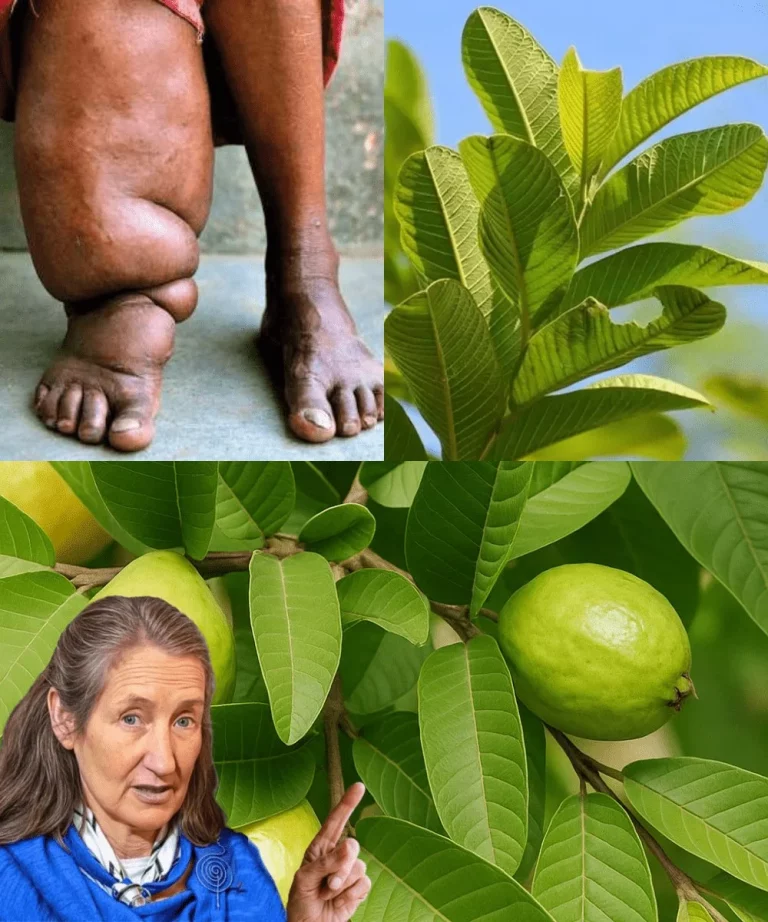 Šálka čaju z guávových listov s čerstvými listami guávy
